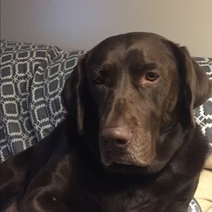 Meet your Posher, Debi